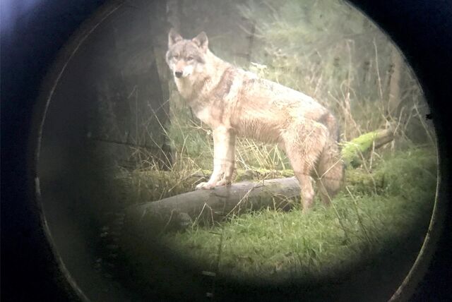 Ein Wolf – fotografiert durch ein Zielfernrohr.
