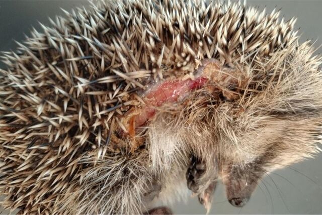 Ein verletzter Igel.