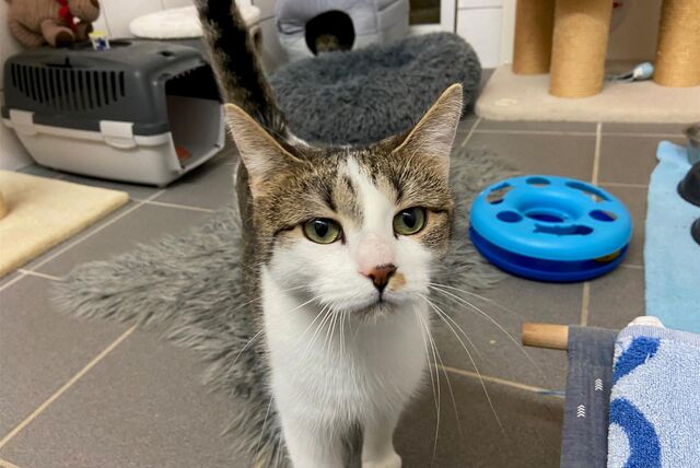 Katze Sheila wohnt im Schwerter Tierheim. Sie sucht ein Zuhause.