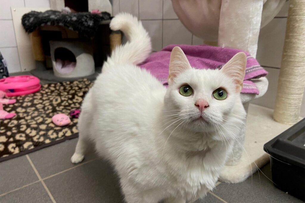 Kater Simba steht vor einem Kratzbaum im Schwerter Tierheim. Er sucht ein neues Zuhause. Kater Simba steht vor einem Kratzbaum im Schwerter Tierheim. Er sucht ein neues Zuhause.