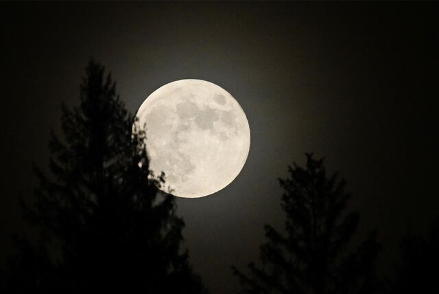 Der Vollmond geht über einem Bergwald auf.