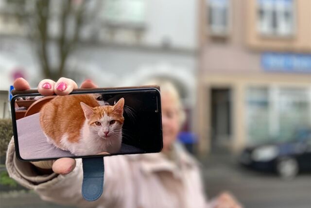 Ellen Feldmann vermisst ihren Kater Luke. Vor sechs Monaten ist er verschwunden. „Ich suche immer noch nach ihm.“
