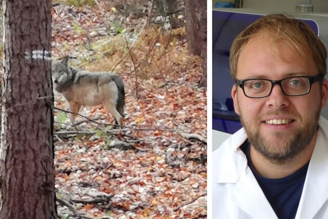 Laut Carsten Nowak wurde noch nie in Deutschland bei einem Wolfsabschuss der Wolf erwischt, der vorher für Nutztierrisse verantwortlich war.