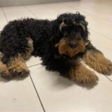 Ein schwarzer Hund mit braunen Pfoten und brauner Schnauze liegt auf einem Fliesenboden. Sein Fell ist gelockt.