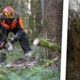 Rechts im Bild fällt ein Baum einen Baum, links ein gefällter Baum in Villigst