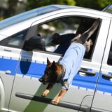 Ein Polizeihund in Uniform springt aus einem Polizeiwagen.