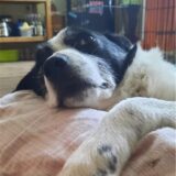 Hund Eric liegt auf einem Kissen.