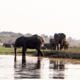 Elefanten stehen am Chobe River