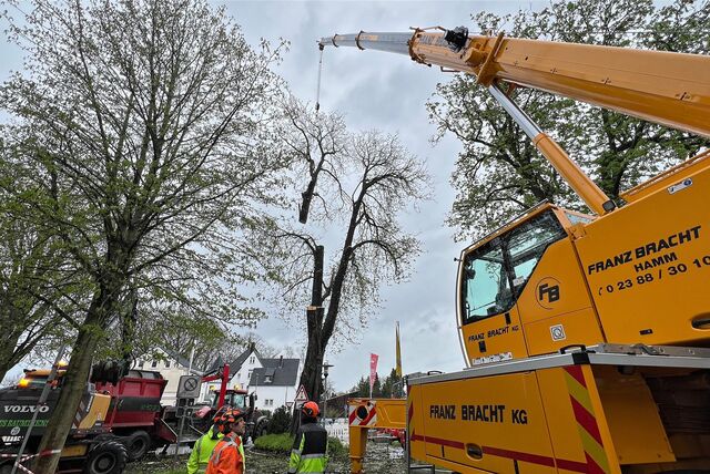 Am Haken eines Krans hängt ein Stück der Krone einer großen Kastanie. An diesem Donnerstag (4.4.) wurde der Baum an der oberen Friedrich-Ebert-Straße in Unna gefällt.