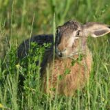 Ein Hase hockt auf einer Wiese. (Symbolbild)