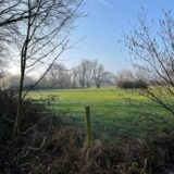 Blick auf eine Wiese mit Bäumen.