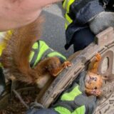 Feuerwehrleute aus Dortmund retten ein Eichhörnchen aus einem Gullydeckel.