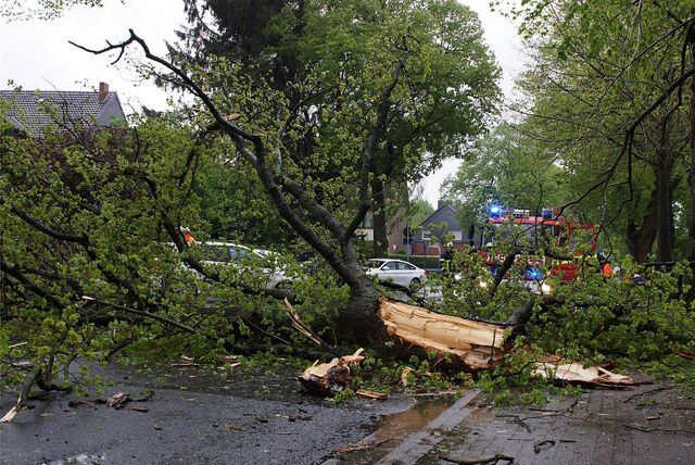Ein Baum ist am 15. April 2024 auf die Kamener Straße gestürzt: Die Feuerwehr ist vor Ort.