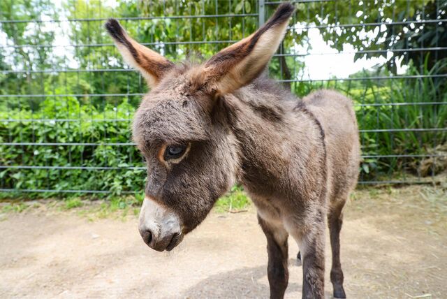 Esel Maxi im Zoo Dortmund