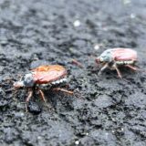 Ein Maikäfer läuft auf einem asphaltierten Weg, ein zweiter dahinter.