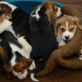 Beagle-Welpen, die aus einem Tiertransporter gerettet wurden, ruhen sich aus.