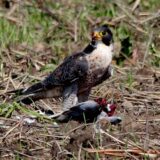 Der Wanderfalke hat sich in Werne angesiedelt und Junge bekommen.