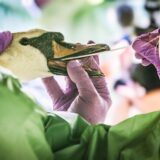 Eine Veterinärin entnimmt einem Schwan eine Probe aus dem Mundraum bei einer Tierseuchenübung.