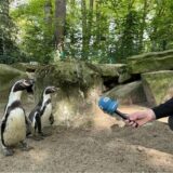 Tim Hübbertz interviewt Pinguine.