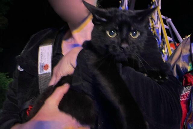 Die schwarze Katze hielt in der Nacht zum 1. Mai die Feuerwehr in Atem.