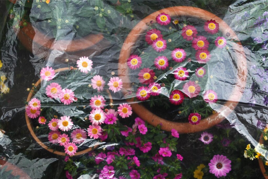 Eingetopfte Blumen sind in einem Garten mit einer Plastikfolie bedeckt, um sie dadurch während der Eisheiligen vor Nachtfrost zu schützen. Eingetopfte Blumen sind in einem Garten mit einer Plastikfolie bedeckt, um sie dadurch während der Eisheiligen vor Nachtfrost zu schützen.