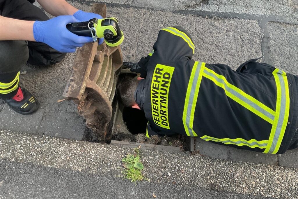 Der Feuerwehrmann musste tief in den Gullyschacht greifen. Der Feuerwehrmann musste tief in den Gullyschacht greifen.
