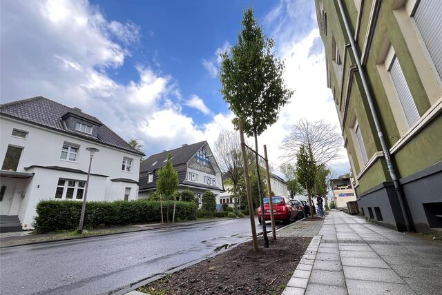 An der Mozartstraße in Unna stehen am Straßenrand Hainbuchen in neu angelegten Pflanzbeeten.