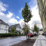 An der Mozartstraße in Unna stehen am Straßenrand Hainbuchen in neu angelegten Pflanzbeeten.