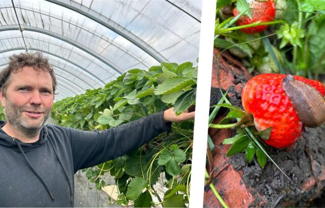 Landwirt Nils Henter steht bei seinen Erdbeeren im Tunnel. Auf dem zweiten Bild ist eine Erdbeere zu sehen, über die eine Schnecke kriecht.