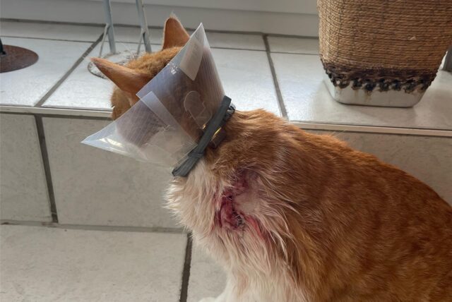 Kater Findus wurde an der linken Schulter getroffen und muss eine Halskrause tragen.
