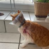 Kater Findus wurde an der linken Schulter getroffen und muss eine Halskrause tragen.