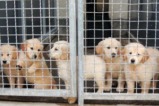 Welpen hinter Gittern
