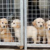 Welpen hinter Gittern