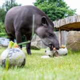 Während eines öffentlichen Trainings für die Presse demonstriert Tapir Theo wie er als Orakel die Ergebnisse der Deutschlandspiele der EM 2024 vorhersagen wird.