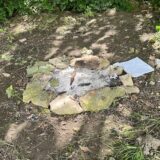 Ein grober Kreis aus Steinen, in der Mitte Asche: Im Bornekamp hat jemand ein Feuer gemacht.