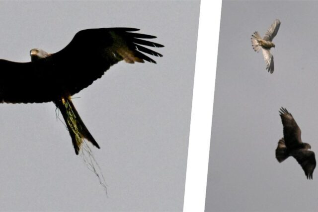 Drei Arten auf einem Blick – wenn auch auf zwei Fotos. Der elegante Rotmilan (l.) hat am Himmel über dem Siebenpfennigsknapp zwischen Lünen und Selm Gesellschaft von Falke und Bussard. Wie sind die Drei zu unterscheiden und was bringt sie so nah zusammen?