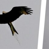 Drei Arten auf einem Blick – wenn auch auf zwei Fotos. Der elegante Rotmilan (l.) hat am Himmel über dem Siebenpfennigsknapp zwischen Lünen und Selm Gesellschaft von Falke und Bussard. Wie sind die Drei zu unterscheiden und was bringt sie so nah zusammen?