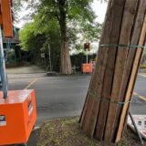 An der Hertingerstraße in Unna sollen Fußgängerampeln während Bauarbeiten das Überqueren erleichtern. Die Wege sind allerdings teils durch Bäume versperrt.