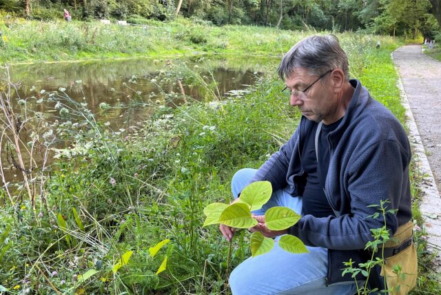 Andreas Förster vom Naturschutzbund (NABU) begutachtet am Ufer des Teichs im Bornekamp in Unna eine Pflanze