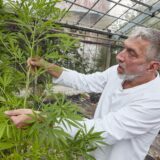 Erntefest in Hamburg: Der Cannabis Social Club hat in Hinblick auf das geplante Gesetz zur Legalisierung von Cannabis den Anbau solcher Pflanzen getestet.