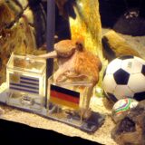 Der Krake Paul, Fußball-Orakel des Sea Life in Oberhausen,