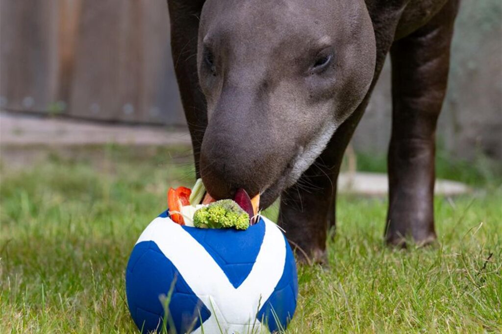 Tapir Theo frisst von einem Fußball mit der schottischen Flagge. Tapir Theo frisst von einem Fußball mit der schottischen Flagge.