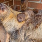 Faultier Hexe hält im Zoo Dortmund ein Jungtier in den Armen.