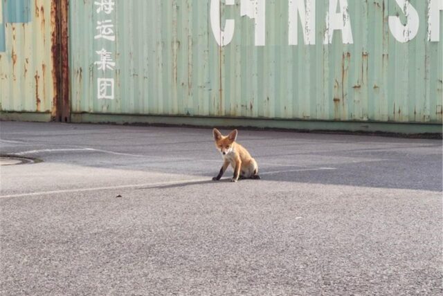 Ein kleiner Fuchs sitzt auf dem Platz vor einer Autowerkstatt.