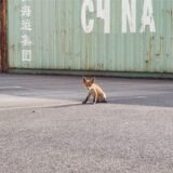 Ein kleiner Fuchs sitzt auf dem Platz vor einer Autowerkstatt.