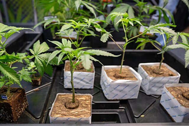 Hanfsämlinge werden auf der Hanfmesse «Mary Jane» zum Verkauf angeboten.