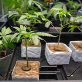 Hanfsämlinge werden auf der Hanfmesse «Mary Jane» zum Verkauf angeboten.