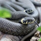Zwei Ringelnattern liegen in einem Terrarium von Schlangenbesitzer Thomas Mumm ineinandergedreht zusammen.