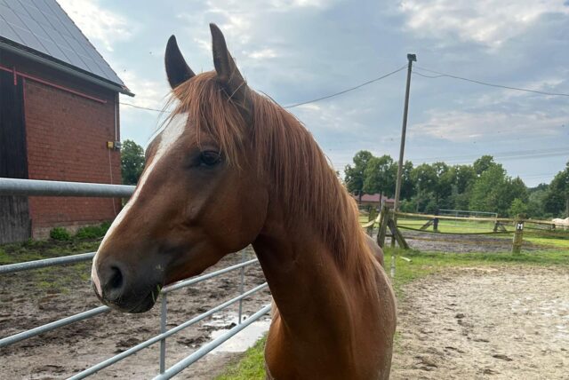 Dieses Pferd ist am Samstagvormittag (22.06.) in Holzwickede herumgeirrt. Die Polizei fing das Tier ein.