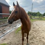 Dieses Pferd ist am Samstagvormittag (22.06.) in Holzwickede herumgeirrt. Die Polizei fing das Tier ein.